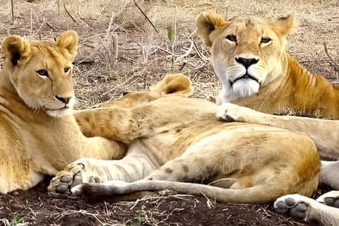 Lion King Safari 3 dagar