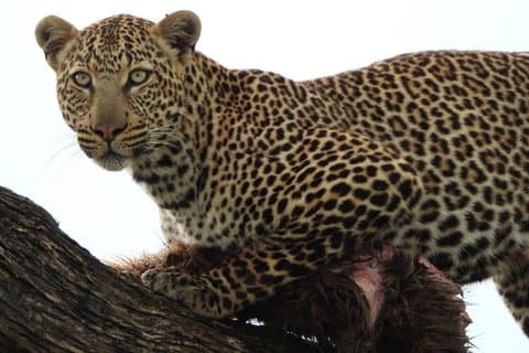 2 - Day Tsavo East National Park & Ngutuni Sanctuary.