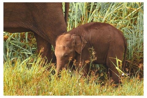 Upphämtning från Sigiriya & Dambulla Minneriya Elefantsafari