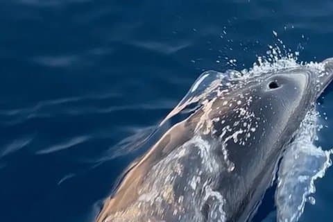 Excursión con búsqueda de delfines