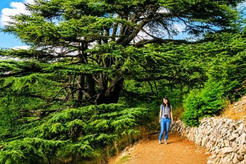 Private Baalbek, Ksara Winery & Chouf Cedars Tour saindo de Beirute