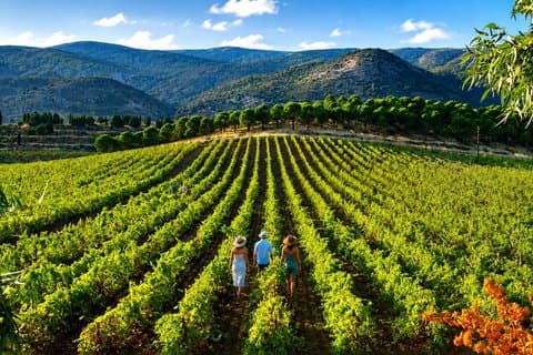 Privat vin tur | Chateau Musar, Ixsir & Batroun fra Beirut
