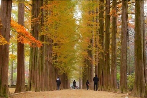 Healing Day Tour Nami Island Railbike and Garden of Morning Calm