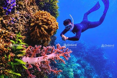 PRO-SNORKELING to Explore The Coral Jungle REEF (MAX 10 PAX)