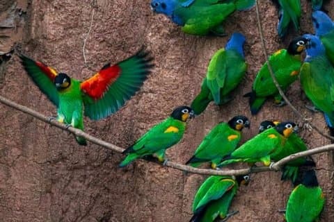 Léchage d'argile pour perroquets à Tambopata et recherche de paresseux