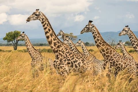 Full Day Trip to Mikumi National Park from Zanzibar