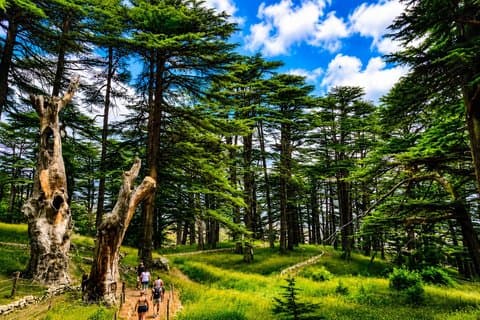 Qadisha Valley, Cedars Hike & Kozhaya | Small-Group Tour Beirut