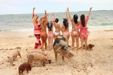 Adults Only Alcol e Cruise Nuoto Maiali Snorkeling Giro turistico
