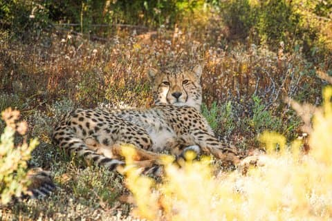 Kostenlose Roaming Cheetah Erfahrung