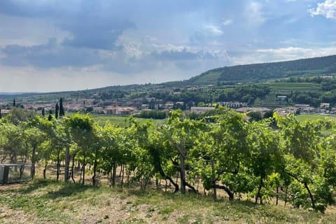 Amarone della Valpolicella vintur