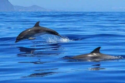 2.5 Horas Excursión en barco al atardecer en busca de delfines