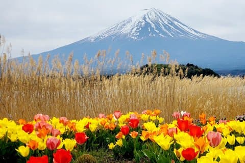 Mt. Fuji & Hakone Customizable Tour for 9 people