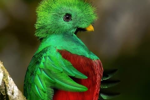 Curi-Cancha Birdwatching Tour – Quetzals, Toucans & Hummingbirds