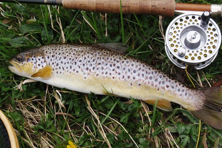 Wild brown trout fishing on Lough Corrib, Galway. Private guided.