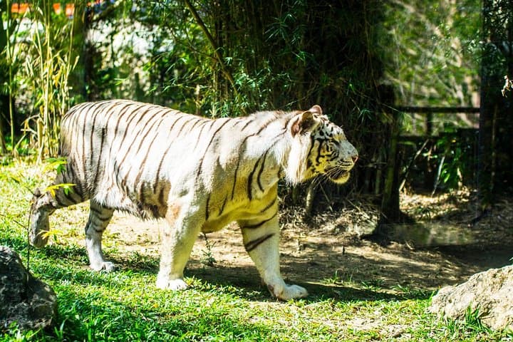 Cebu Safari and Adventure Park