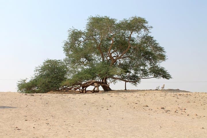 Desert Secrets