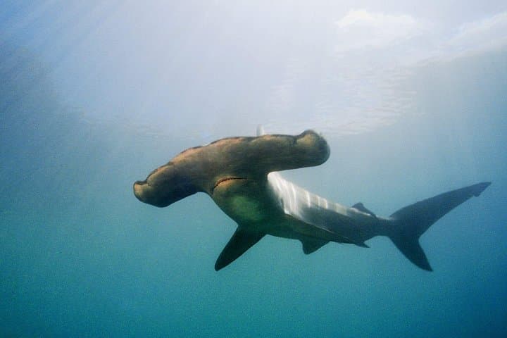 Full-Day Scuba Dive Charter: Hammerhead Experience from Warkworth
