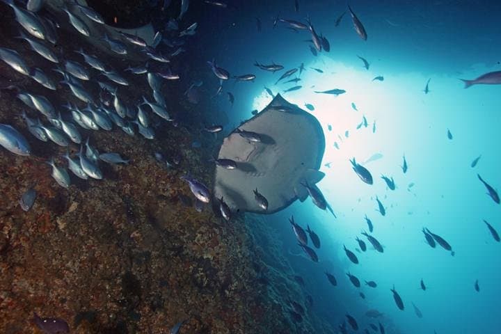 Poor Knights Dive Charter