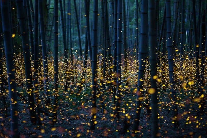 Bamboo Bicycle Tour in twilight: watch dancing Fireflies in Bangkok
