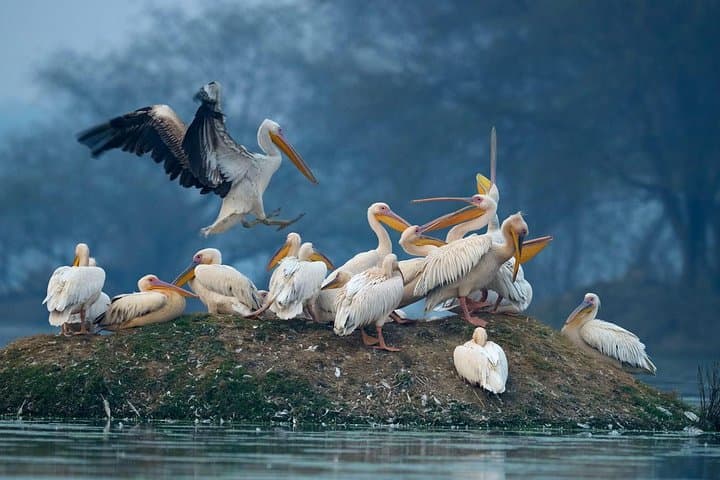 7-Day Private Golden Triangle Tour - Forts Palaces and Wildlife Sanctuary