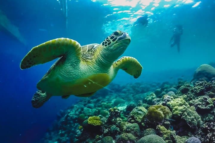 Cebu: Moalboal Sardines, Turtle Snorkeling & Kawasan Canyoneering