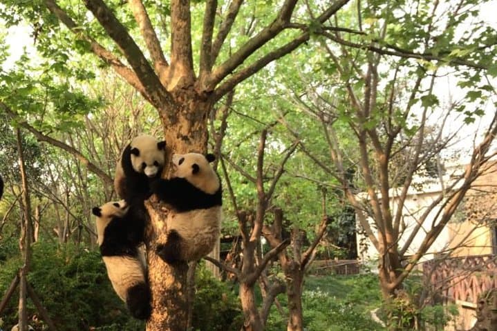 Chengdu Highlights Private Day Tour