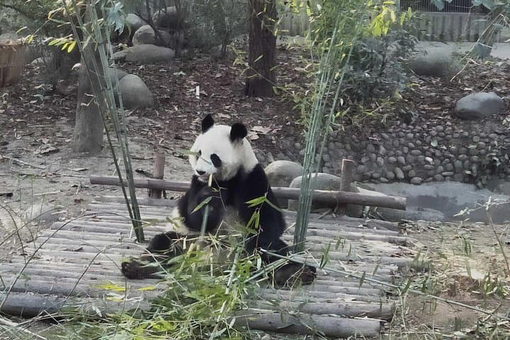 Private Day Tour of Chengdu City Overivew
