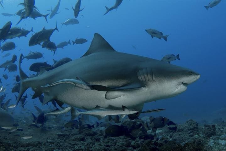 Ultimate Shark Encounter Two Tank Dive at The World Famous Beqa Lagoon