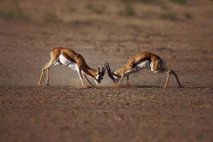 Aquila Big Five Game Reserve Safari with lunch from Cape Town