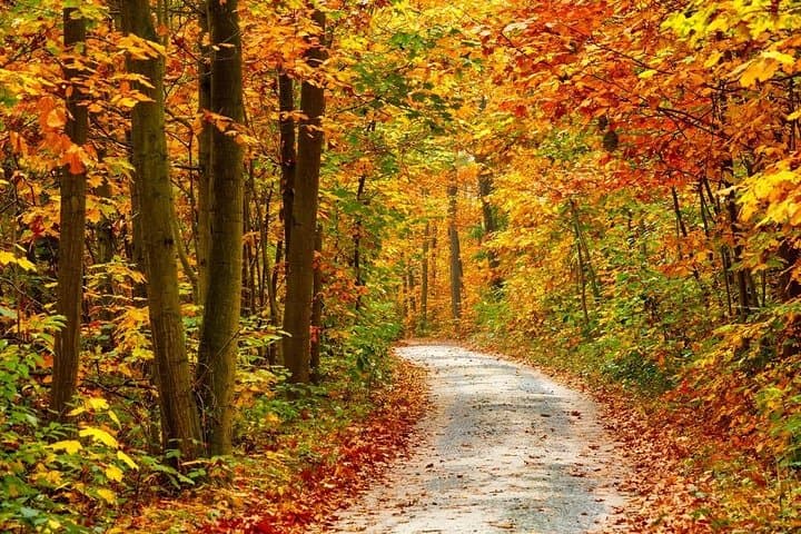Trees of Many Colors Tour from Pigeon Forge