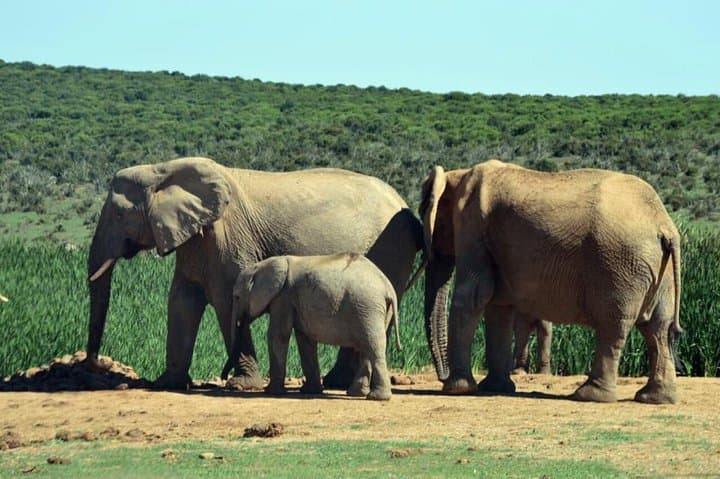 2 Day Garden Route Wildlife Safari - Small Group Tour