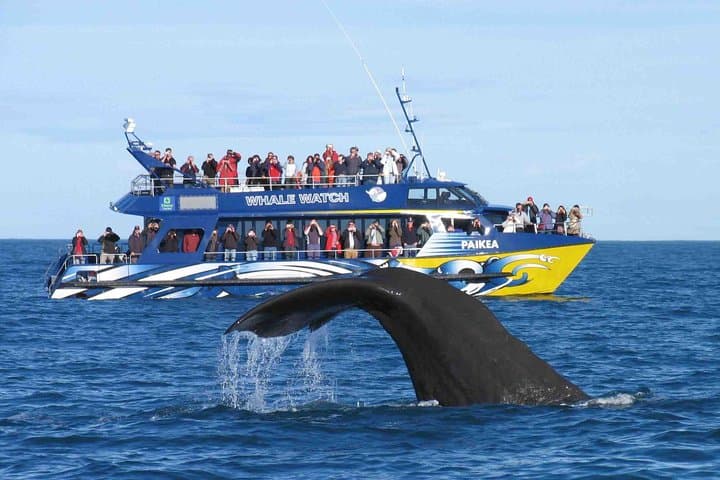 Whale watching in Mirissa from Colombo