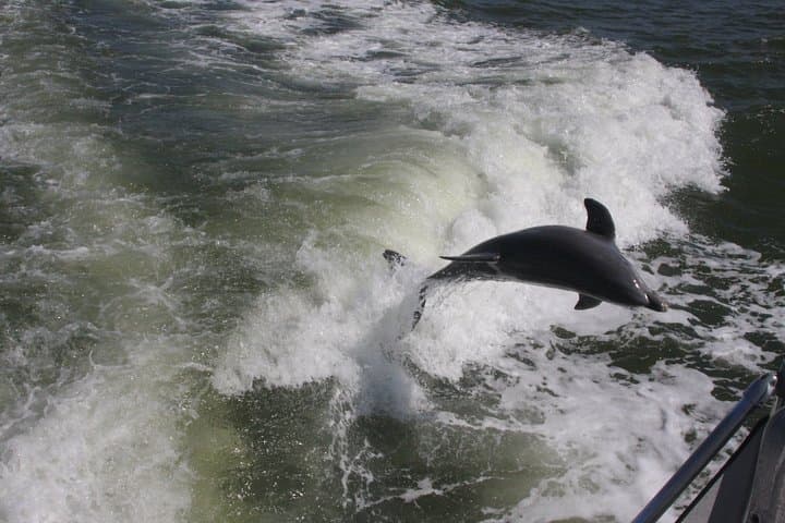 Everglades Day Safari from Fort Myers/Naples Area