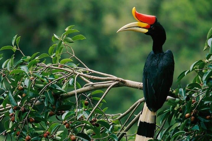 2-Night Danum Valley Borneo Rainforest Lodge Hiking and Wildlife Adventure