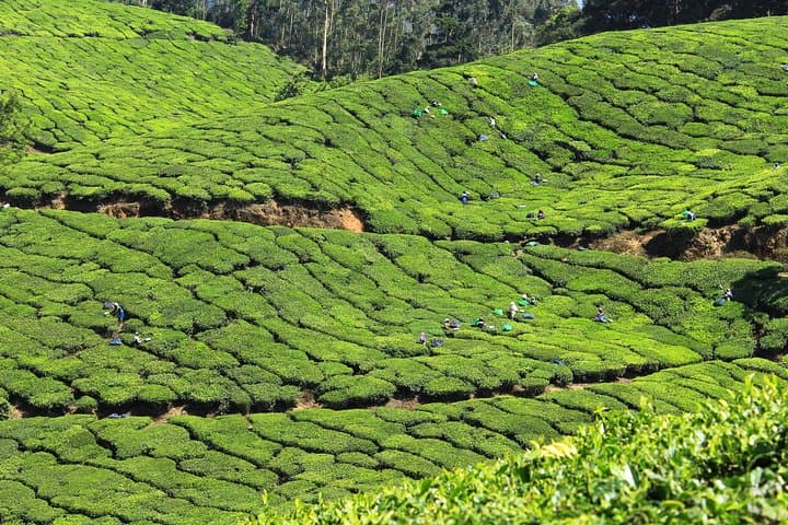 Private 8 Days Tour from Trivandrum with Cochin,Munnar,Thekkady & Houseboat etc