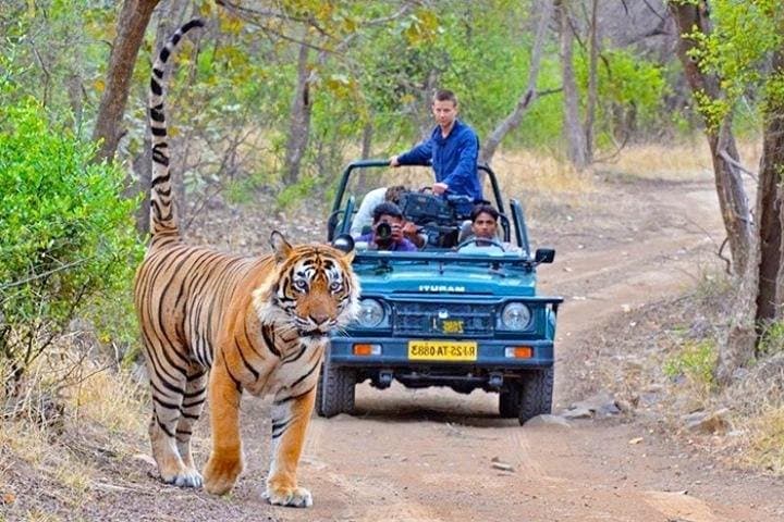 Private Transfer From Udaipur To Ranthambore