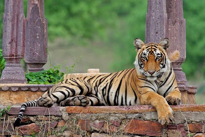 Ranthambore Wildlife Safari Tour From Jaipur Including Transfers