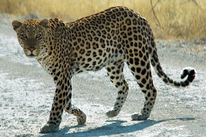 Exclusive Safari at Jhalana Leopard Park Including Transfers