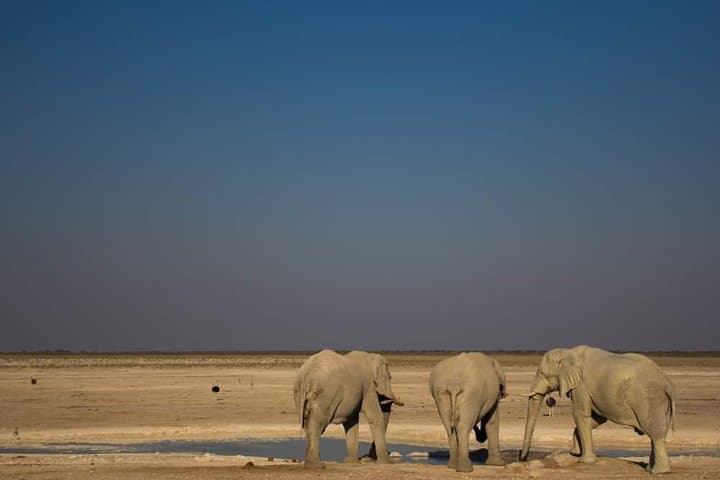 3-Day Etosha Express Accommodated Safari from Windhoek