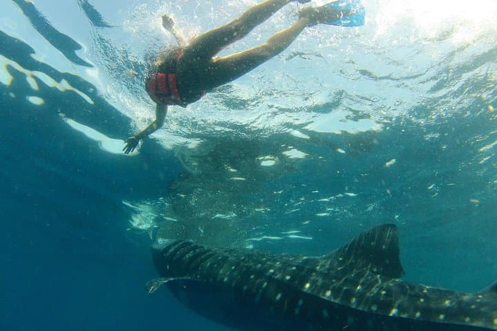 Whale Shark Tour from Holbox Island