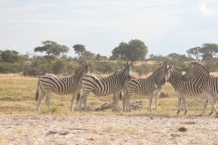 Zebra Trail Makgadikgadi Day Trip