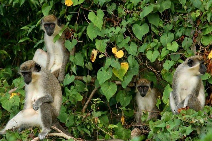 St Kitts Rainforest Tour