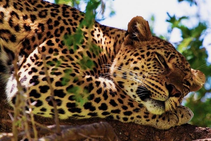Yala Safari Experience