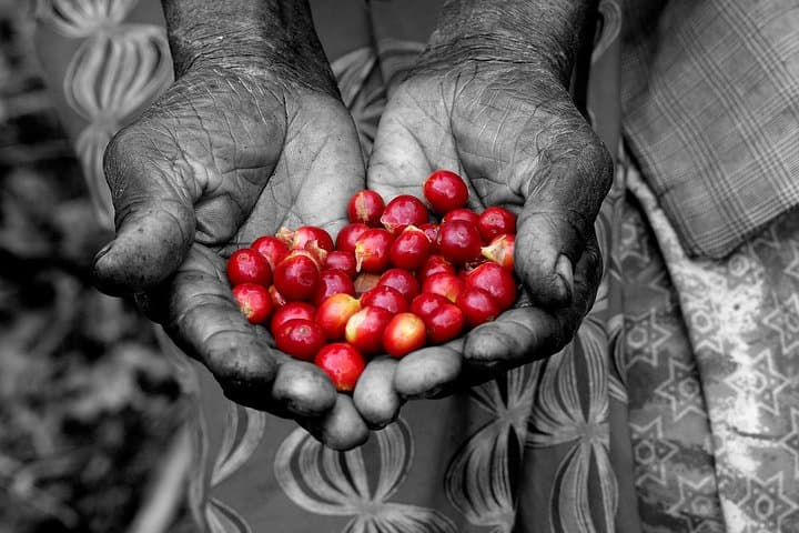 Rwandan Coffee Experience