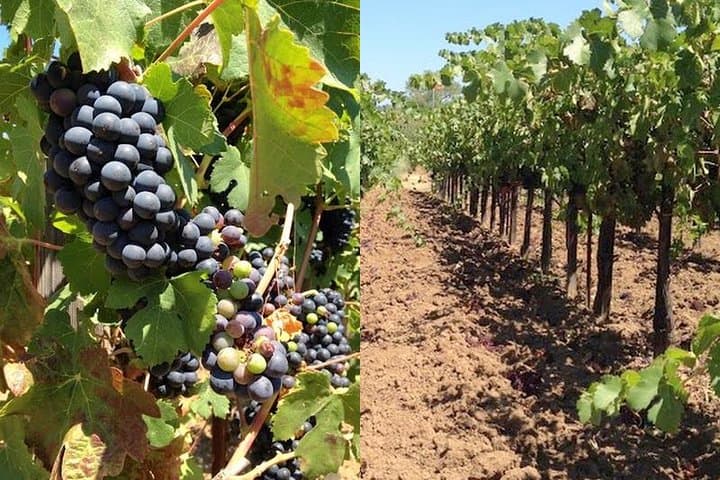 Private Wine Tasting Tour From Santa Ynez, Solvang or Buellton!