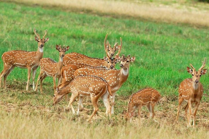 Minneriya national park safari with jeep From Colombo