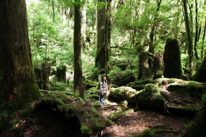 Yakusugi Cedar Forest Walking Tour on Yakushima Island