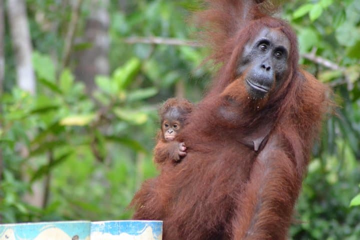 Orangutan Tanjung Puting Day Trip