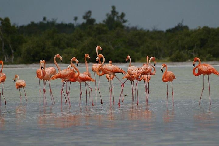 10-Day Wildlife Adventure Ecofriendly Tour from Cancun