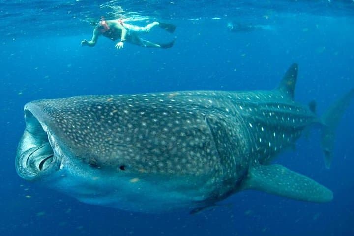 7 Day- Whale Shark Ecofriendly Tour in Cancun